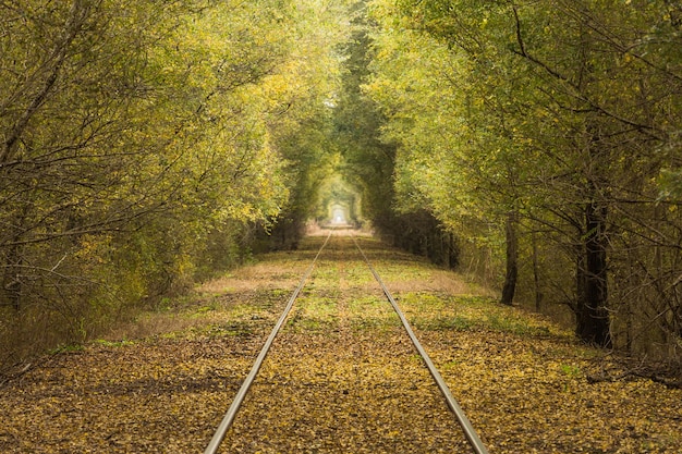 Spoorweg tussen bomen in het bos in de herfst