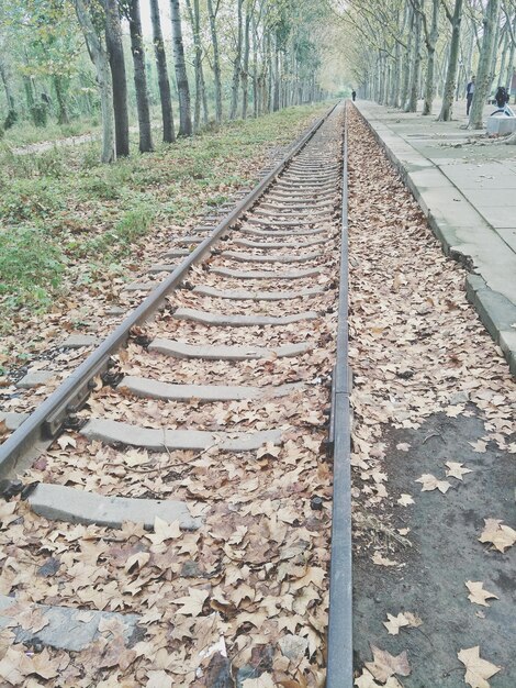 Foto spoorweg tussen de bomen.