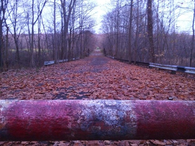 Foto spoorwegen in het bos