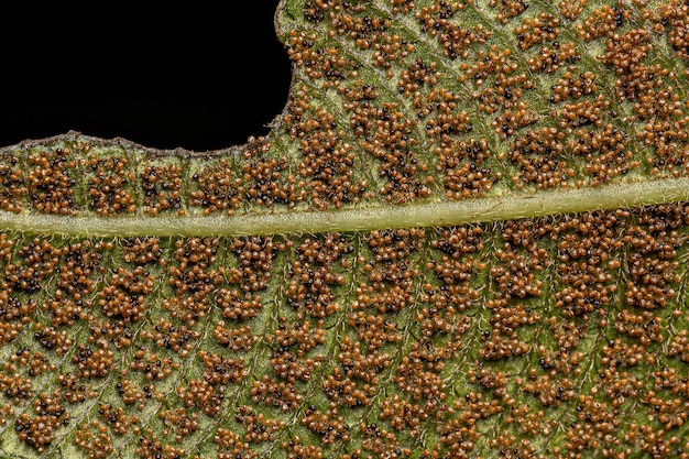 Sporangia on the leaves of a fern