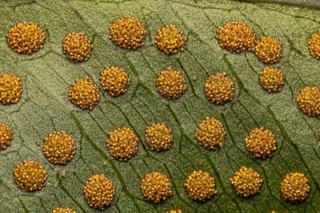 Photo sporangia on the leaves of a fern