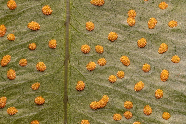 Sporangia op de bladeren van een varen