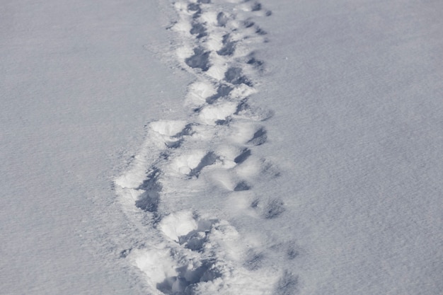 Sporen van een man in de sneeuw. sneeuw pad in het bos. Hoge kwaliteit foto