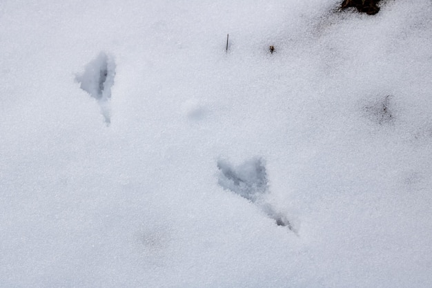 Sporen van vogels in de sneeuw close-up