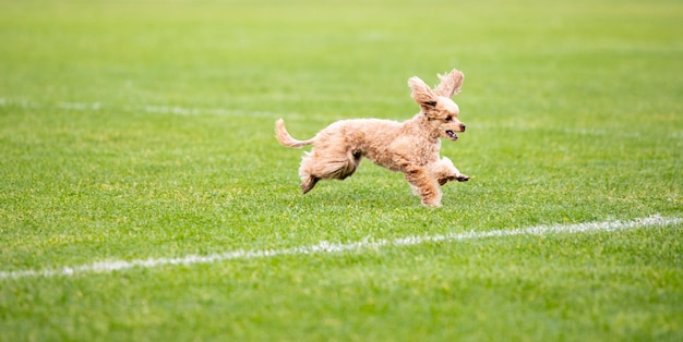 Sportieve hond presteert tijdens de kunstaas coursing in competitie