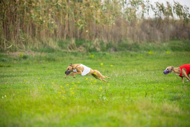 Sportieve hond presteert tijdens de kunstaas coursing in competitie