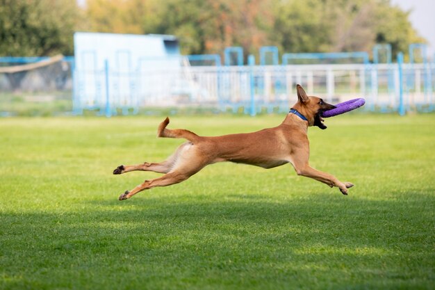 Sportieve hond presteert tijdens de kunstaas coursing in competitie