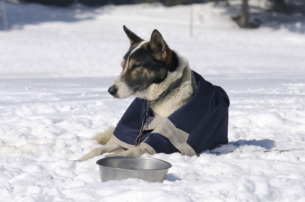 sportieve hond rust in de sneeuw