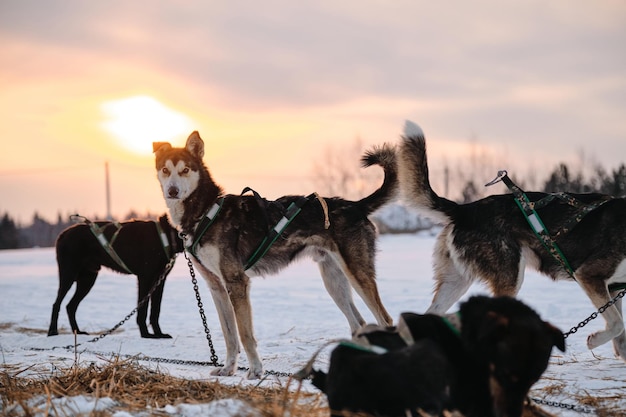 Sportieve mestiezen bij zonsondergang Honden krijgen krachttraining