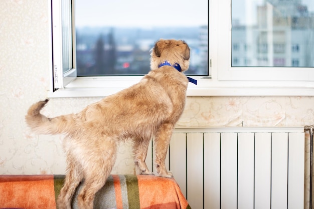 Photo a sporting dog breed in a collar standing on a wood couch gazing out a window