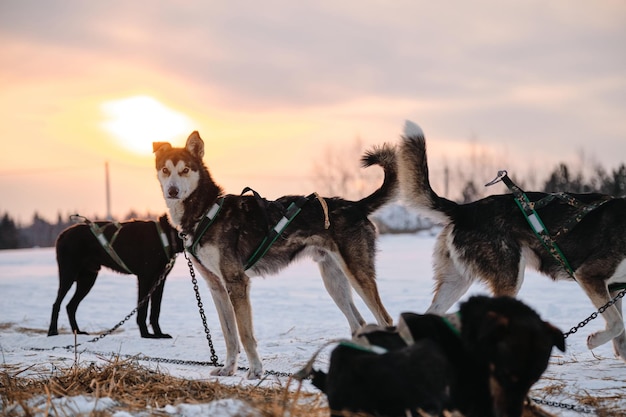 日没時のスポーツメスティーソ犬は筋力のあるランニングトレーニングを取得します