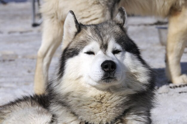 写真 陽気な犬は雪の中で休んでいます。