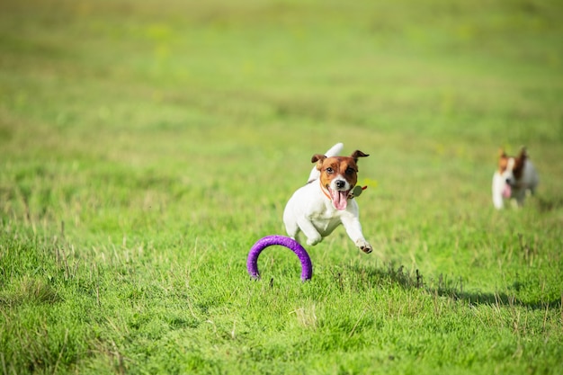 Cane sportivo che si esibisce durante la corsa con esca in competizione. sport per animali domestici, movimento, azione, spettacolo, concetto di performance. l'amore dell'animale domestico. addestramento di animali giovani prima dell'esecuzione. sembra forte, deciso.