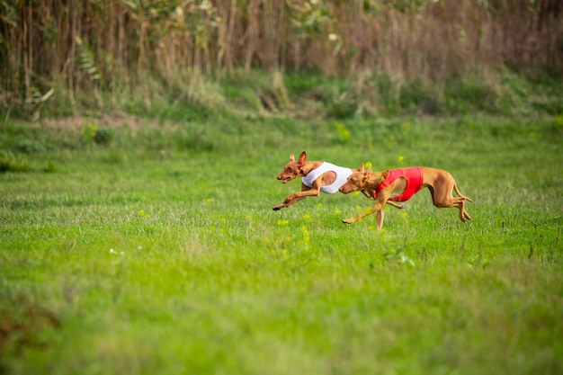 Photo sportive dog performing during the lure coursing in competition