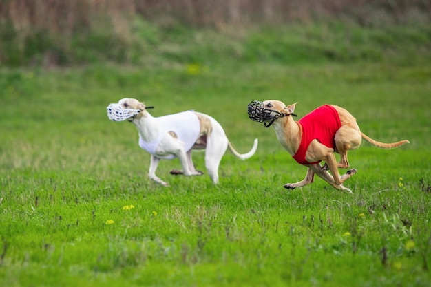 Выступление спортивной собаки во время соревнований по курсингу