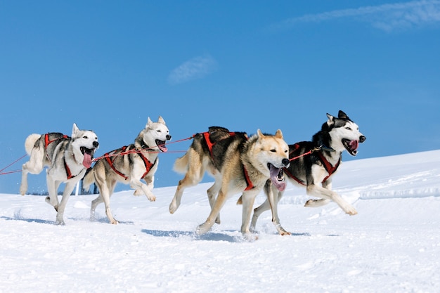 Sportive dogs in the snow, extreme, mountain