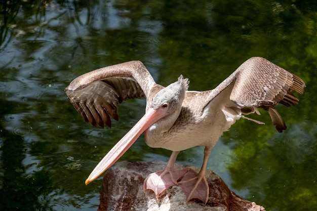 Пятнистый пеликан (Pelecanus philippensis) в Биопарке Фуэнхиролы