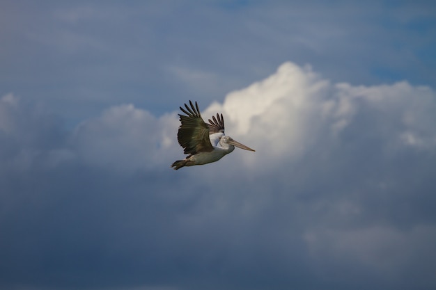 Spot-billed pelican ( Pelecanus philippensis)