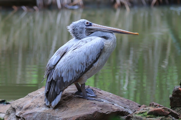 Spot-billed pelican