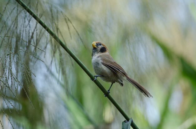 自然の枝に斑点の付いたParrotbill