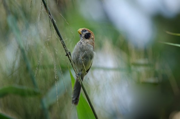 自然の枝に斑点の付いたParrotbill