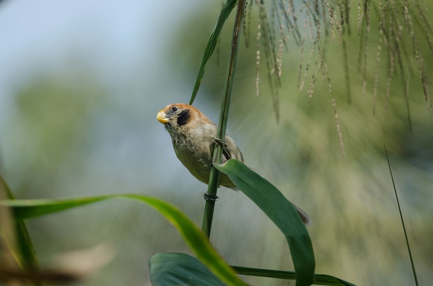 自然の枝に斑点の付いたParrotbill