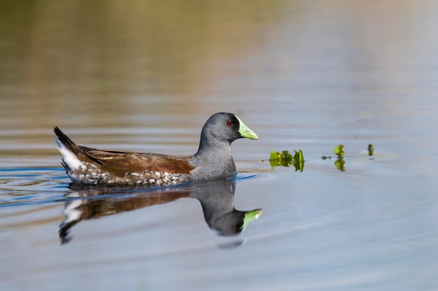 Spot 측면 Gallinule La Pampa Province 파타고니아 아르헨티나