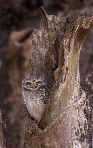 Spot Owlet in the wood hollow