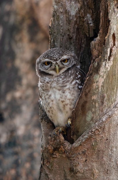 Foto owlet spot nella cavità di legno