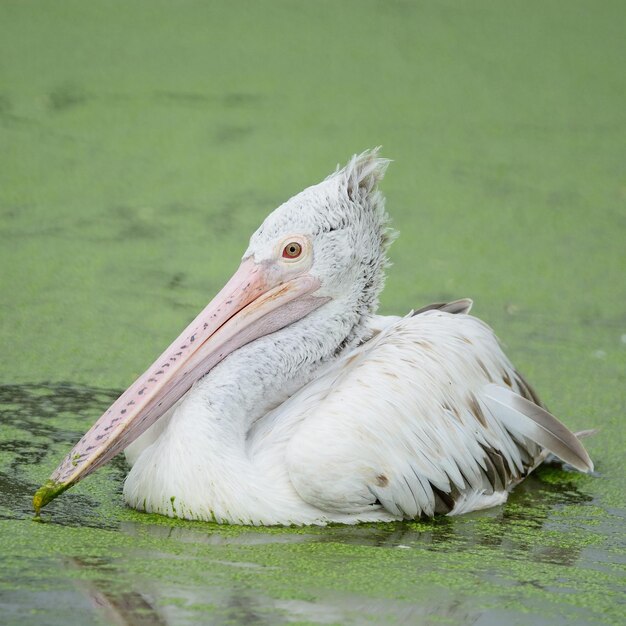 Spotbilled pelican