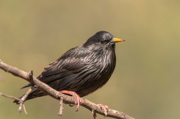 Чистый скворец Sturnus unicolor Малага Испания