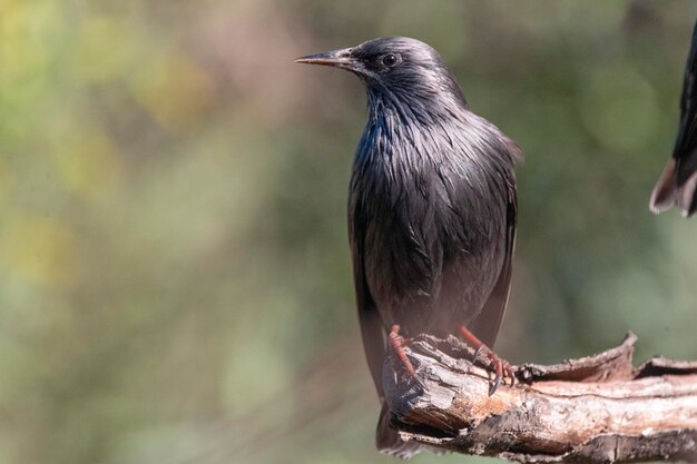 Чистый скворец Sturnus unicolor Малага Испания