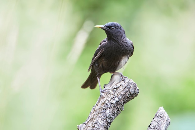 Spotless starling