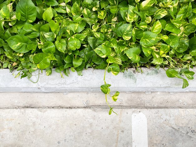 Spotted betel grow on the floor