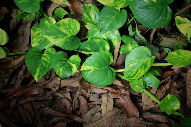 Spotted betel leaves creep on the ground covered with dry leaves Top view with vintage style picture