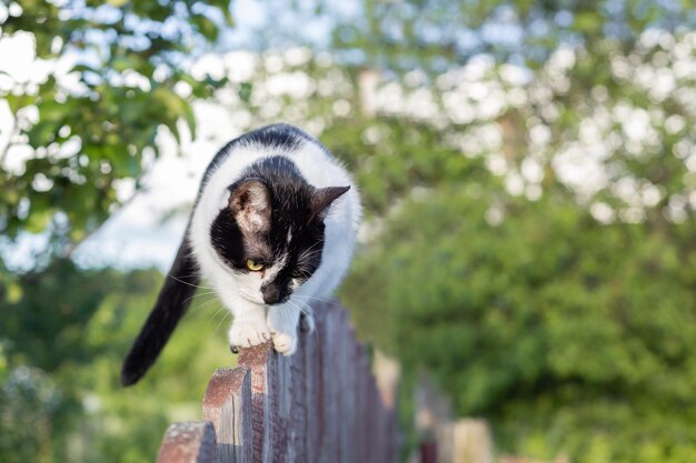 庭の木製のフェンスで歩いている黒と白の猫が下を見下ろしている