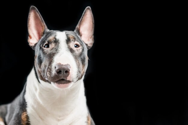 Spotted Bull Terrier on a black background