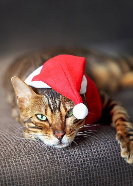 A spotted cat lying on the sofa in a red hat