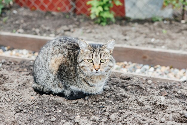 地面の庭に斑点のある猫が座っています。