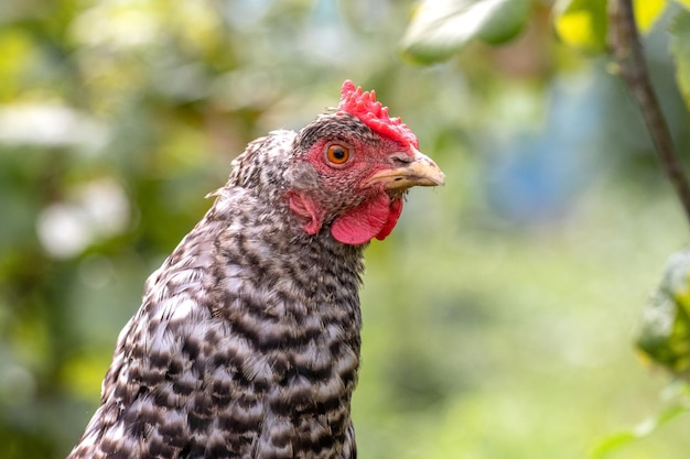 Spotted chicken in the garden close up on a blurred background