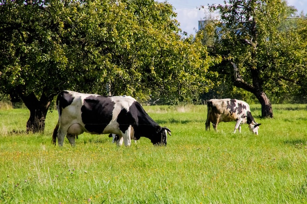 Spotted cow grazes in a green meadow