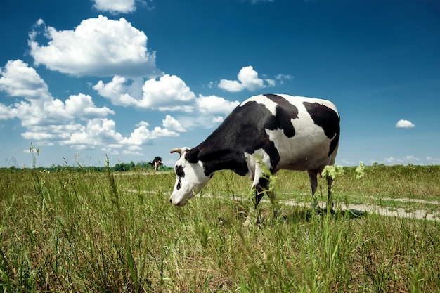 Spotted cow grazing on a beautiful green meadow against a blue sky. 