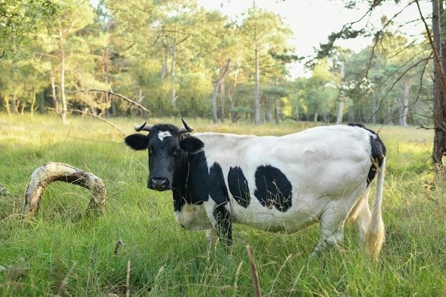 Spotted cow grazing in the meadown in Normandy