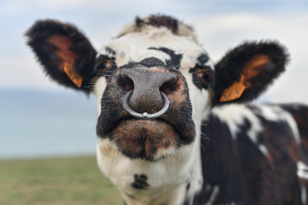 Spotted cow with a pierced nose in Normandy