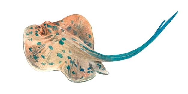 A spotted cute stingray with a blue tail isolated on a white background Watercolor illustration