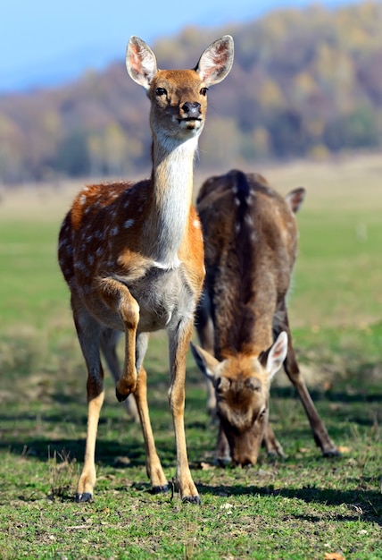 Cervi macchiati in autunno in natura