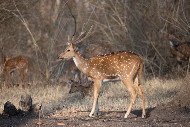 spotted deer or chital or axis deer standing in a forest