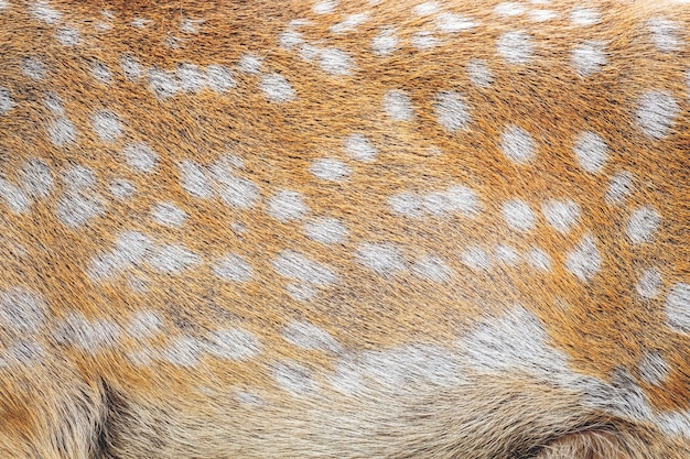 Spotted deer fur as background for design