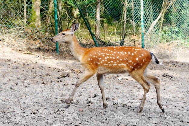 緑の野原で斑点を付けられたシカ