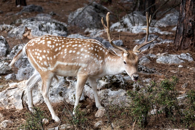 Asse maschio di cervo maculato nell'habitat naturale macedonia nord-ovest della grecia